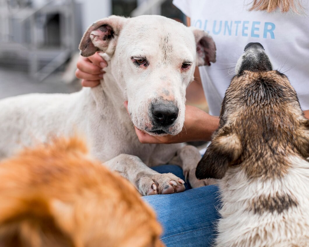 Jak pomóc bezdomnym zwierzętom: przewodnik dla przyszłych wolontariuszy schroniska